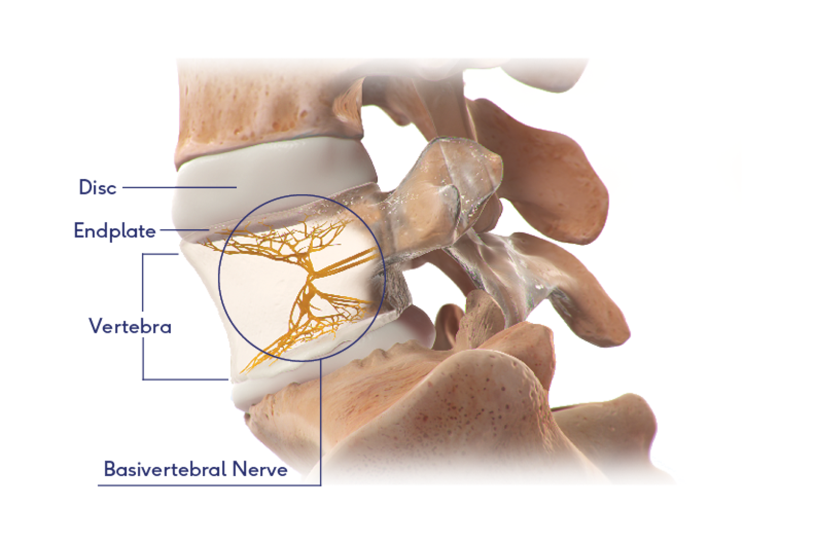 Parts of a vertebrae.