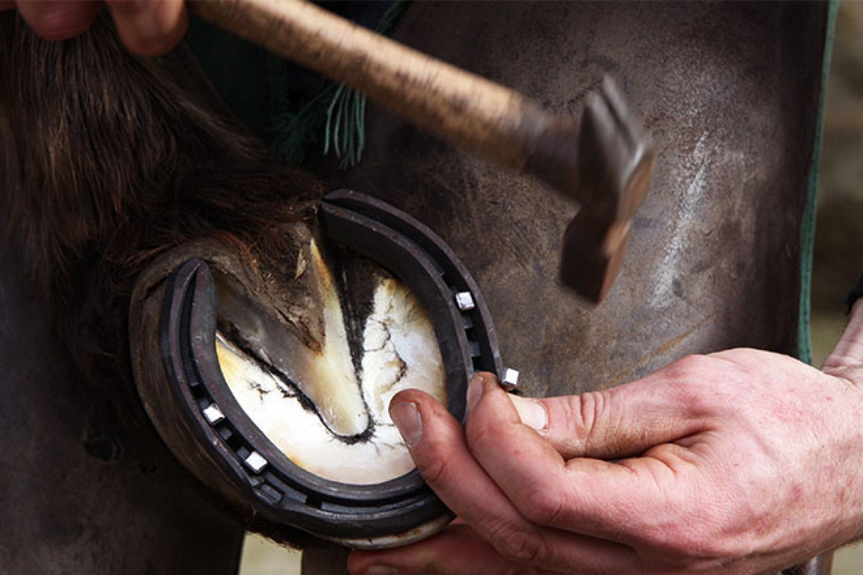 Camron shoeing horses