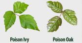 poison ivy vs. poison oak