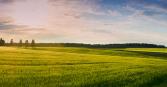An expansive green field stretches to the horizon under a blue sky streaked with delicate clouds, illuminated by the golden light of sunrise or sunset. The scene is a tranquil rural landscape. The vibrant field, with varying shades of green and yellow, rolls gently, suggesting the natural rhythm of the countryside.