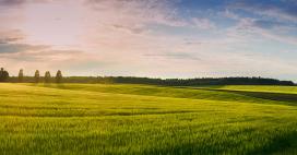 An expansive green field stretches to the horizon under a blue sky streaked with delicate clouds, illuminated by the golden light of sunrise or sunset. The scene is a tranquil rural landscape. The vibrant field, with varying shades of green and yellow, rolls gently, suggesting the natural rhythm of the countryside.
